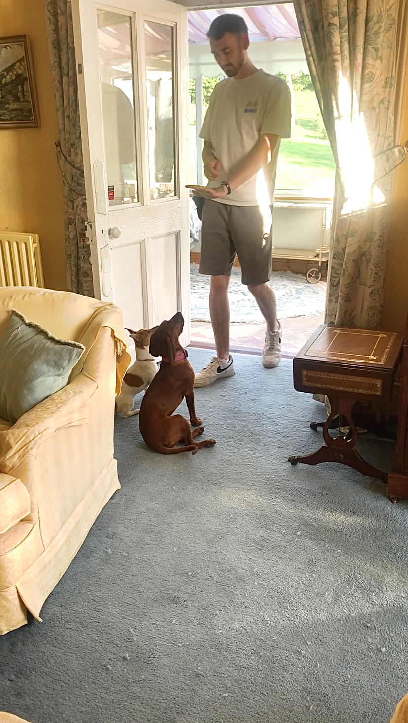 Dog Training