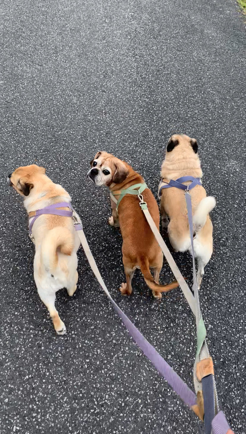 Dog Walking