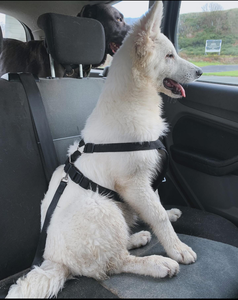 Pet Transport